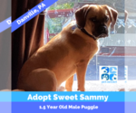 Small Photo #1 Puggle Puppy For Sale in DANVILLE, PA, USA