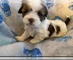 Small Photo #1 Shorkie Tzu Puppy For Sale in WEST HAVEN, UT, USA