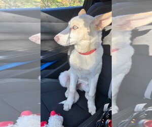 Ailynn - Female Siberian Husky-Unknown Mix Dog for Adoption - Photo #3