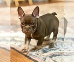 Puppy Puppy 2 French Bulldog