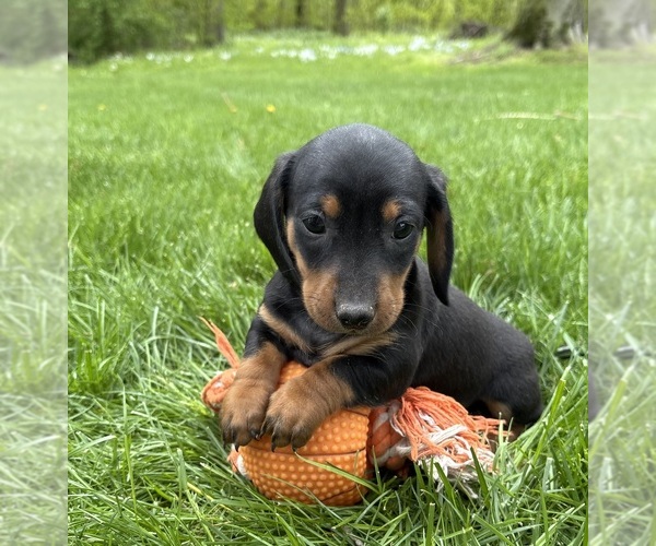 Medium Photo #2 Dachshund Puppy For Sale in MIDDLEBURY, IN, USA
