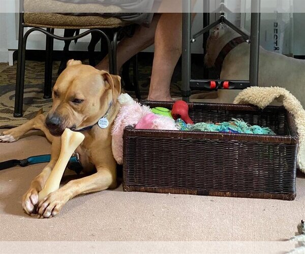 Medium Photo #3 American Pit Bull Terrier-Rhodesian Ridgeback Mix Puppy For Sale in Spotsylvania, VA, USA