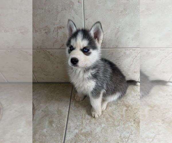 Medium Photo #6 Siberian Husky Puppy For Sale in EAST HERKIMER, NY, USA