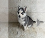Small Photo #6 Siberian Husky Puppy For Sale in EAST HERKIMER, NY, USA