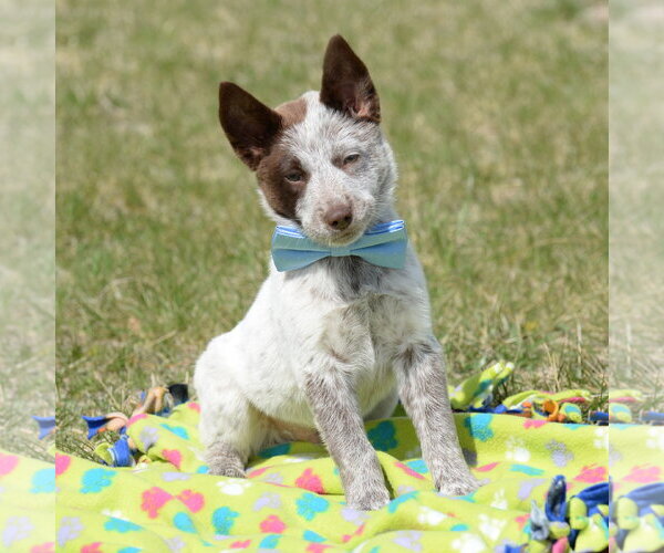 Medium Photo #1 German Shepherd Dog-Unknown Mix Puppy For Sale in Gretna, NE, USA