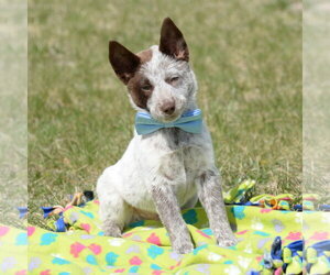 German Shepherd Dog-Unknown Mix Dogs for adoption in Gretna, NE, USA