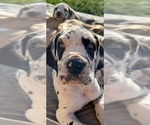 Small #9 Great Dane