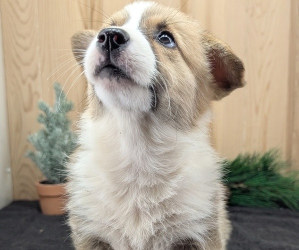 Medium Photo #49 Pembroke Welsh Corgi Puppy For Sale in GOSHEN, IN, USA