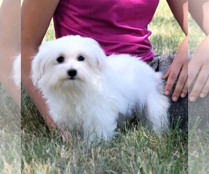 Mother of the Maltese puppies born on 01/23/2025