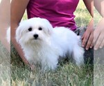 Small Photo #1 Maltese Puppy For Sale in ROCK VALLEY, IA, USA