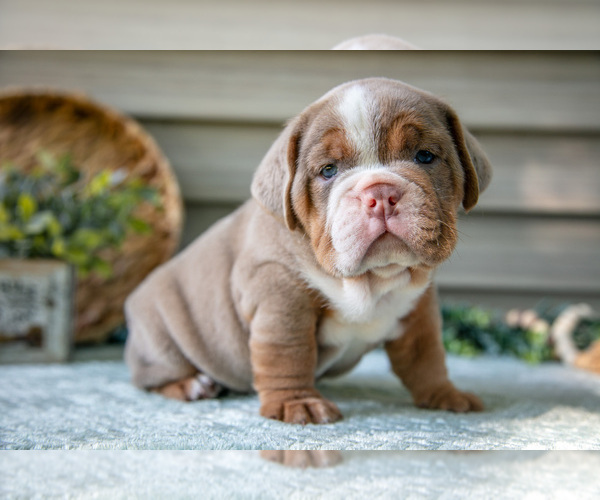Medium Photo #2 Beabull Puppy For Sale in MILLERSBURG, OH, USA