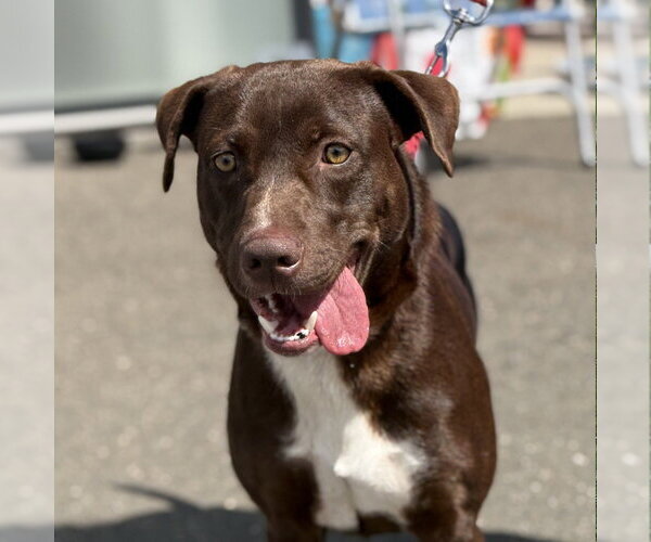 Medium Photo #7 Chocolate Labrador retriever-Unknown Mix Puppy For Sale in Canton, CT, USA