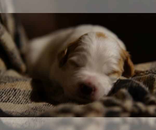 Medium Photo #3 Golden Mountain Doodle  Puppy For Sale in JIM FALLS, WI, USA