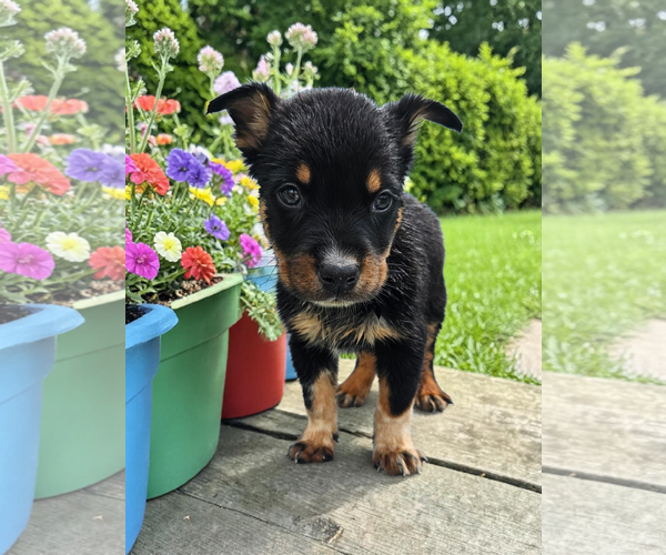 Medium Photo #6 Mutt Puppy For Sale in McKinney, TX, USA