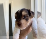 Small #1 Yorkshire Terrier