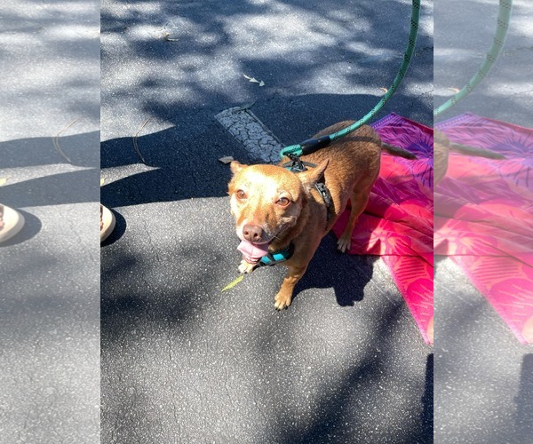 Medium Photo #17 Chihuahua-Unknown Mix Puppy For Sale in Holly Springs, NC, USA