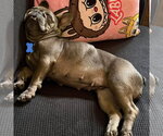Small #2 French Bulldog