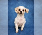 Small Maltese