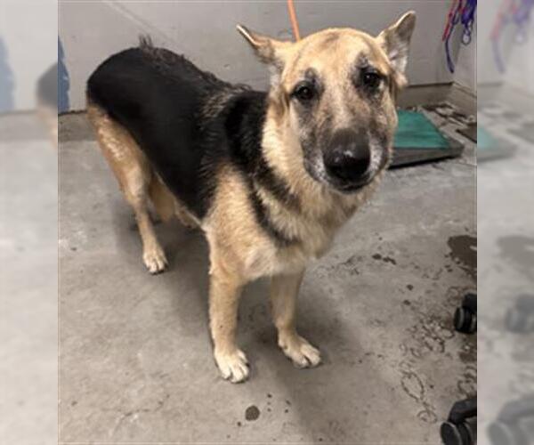 Medium Photo #1 German Shepherd Dog Puppy For Sale in Camarillo, CA, USA