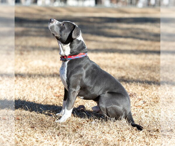 Medium Photo #5 American Pit Bull Terrier-Unknown Mix Puppy For Sale in Spring Lake, NC, USA