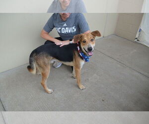 Mutt Dogs for adoption in McKinney, TX, USA