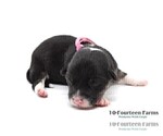 Small Photo #7 Pembroke Welsh Corgi Puppy For Sale in BURTRUM, MN, USA