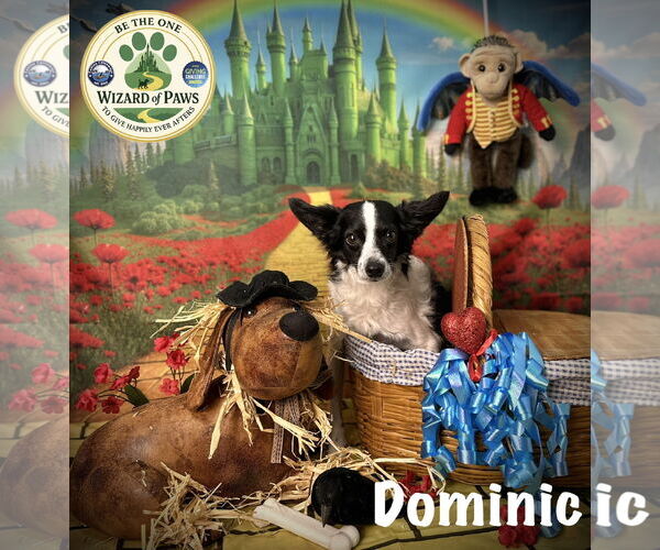 Medium Photo #6 Rattle Puppy For Sale in Arcadia, FL, USA