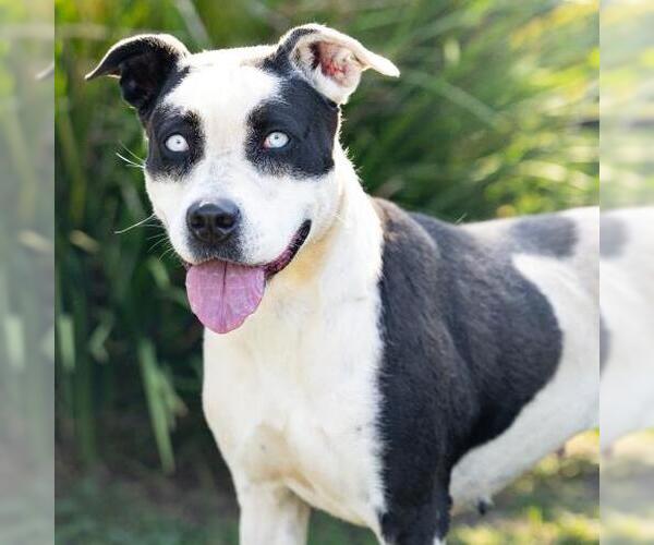 Medium Photo #2 Mutt Puppy For Sale in Camarillo, CA, USA