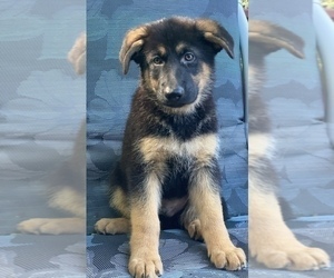 German Shepherd Dog Puppy for sale in CLEVELAND, TN, USA