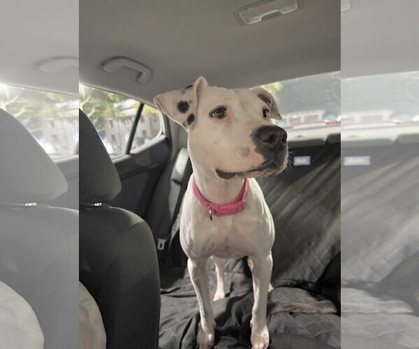 Medium Photo #1 Lab-Pointer Puppy For Sale in Houston, TX, USA