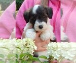 Small #1 Cadoodle
