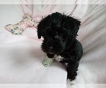 Small Photo #1 Poodle (Toy)-Schnauzer (Miniature) Mix Puppy For Sale in LAUREL, MS, USA