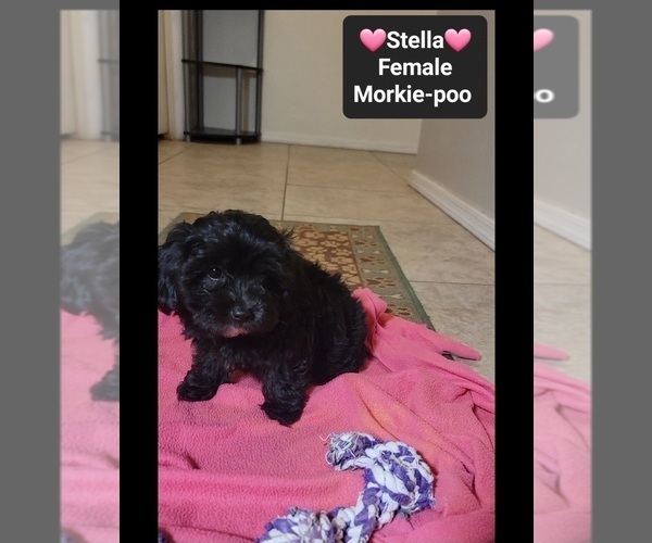 Medium Photo #3 Morkie Poo (Toy) Puppy For Sale in TUCSON, AZ, USA