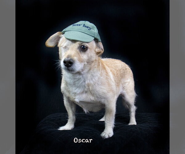 Medium Photo #2 Mutt Puppy For Sale in Hot Springs Village, AR, USA