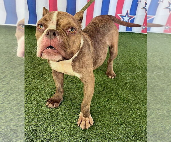 Medium Photo #6 French Bulldog-Unknown Mix Puppy For Sale in New York, NY, USA