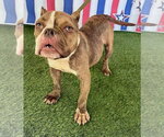 Small #5 French Bulldog Mix