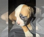 Puppy Niko American Bulldog
