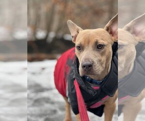Mutt Dogs for adoption in Cliffwood, NJ, USA