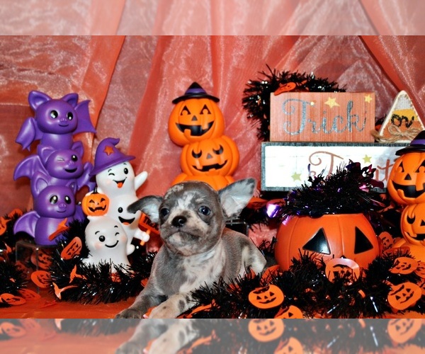 Medium Photo #23 Chihuahua Puppy For Sale in CHARLESTON, AR, USA