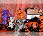 Small Photo #23 Chihuahua Puppy For Sale in CHARLESTON, AR, USA