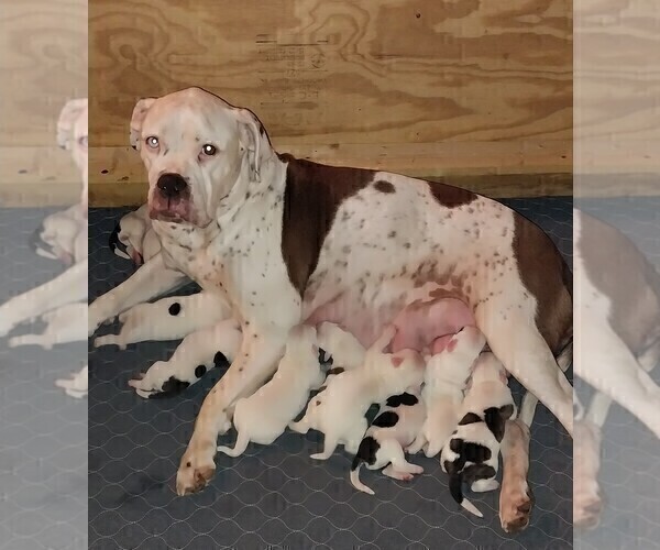 Medium Photo #1 American Bulldog Puppy For Sale in BLACKSBURG, SC, USA