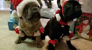 French Bulldog Puppy for sale in SAN JACINTO, CA, USA