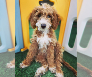 Goldendoodle (Miniature) Puppy for sale in MENIFEE, CA, USA