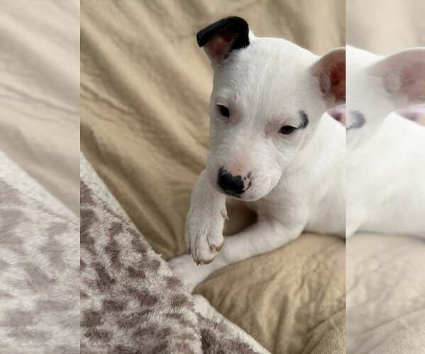 Medium Photo #2 Mutt Puppy For Sale in Turlock, CA, USA