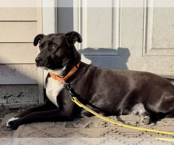 Medium Photo #14 Labrador Retriever-Unknown Mix Puppy For Sale in Brewster, NY, USA