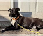 Small #13 Labrador Retriever Mix