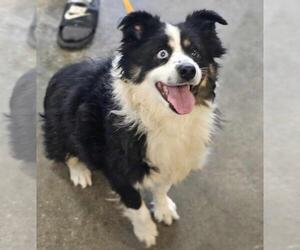Border-Aussie Dogs for adoption in Rockwall, TX, USA