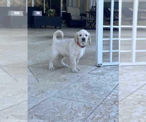 Medium Photo #59 Labradoodle Puppy For Sale in FORT LAUDERDALE, FL, USA