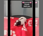Small #1 Maltipoo (Toy)