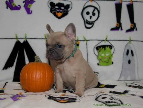 Medium Photo #4 French Bulldog Puppy For Sale in EVERETT, WA, USA